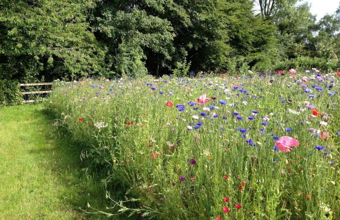 Wildflower meadow, Country Estate, Hampshire
