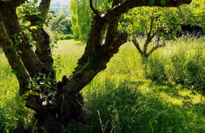 Family garden, Hampshire