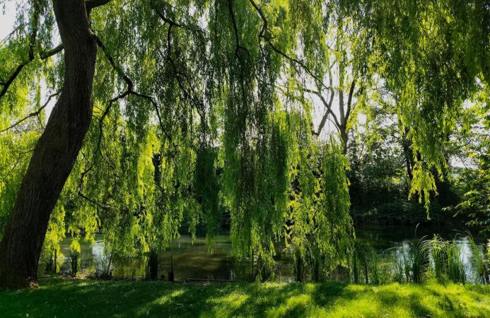 Family garden, Hampshire