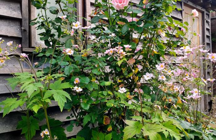 Country garden (New Forest) 