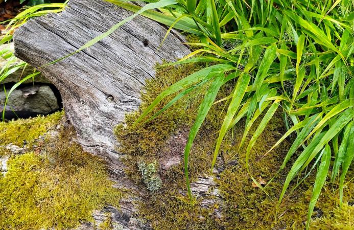 Country garden (New Forest) 