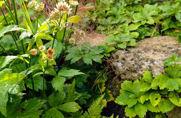 Country garden (New Forest) 