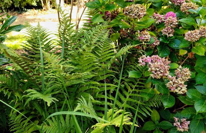 Country garden (New Forest) 