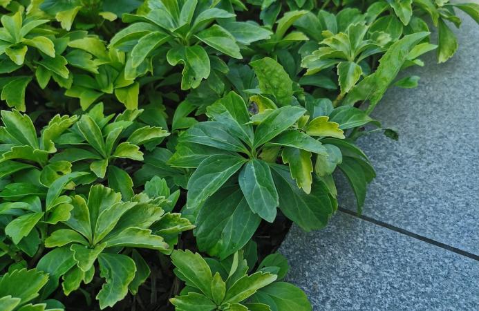 Village Garden (Hampshire)