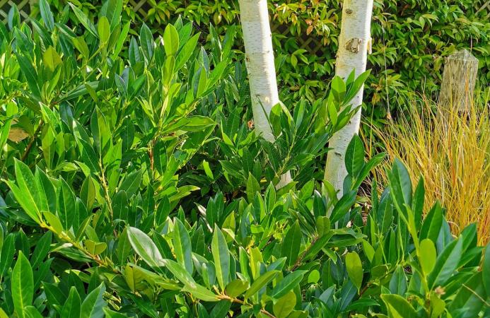 Village Garden (Hampshire)