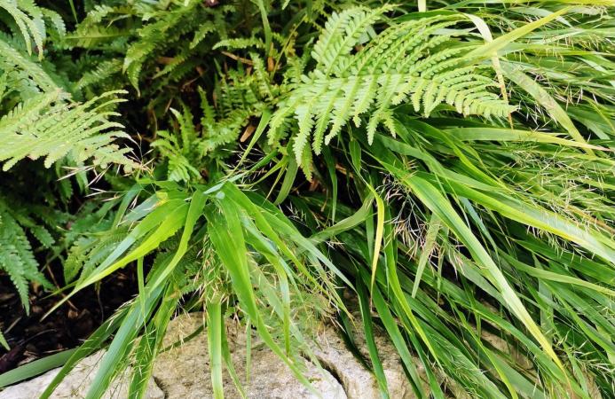 Village Garden (Hampshire)